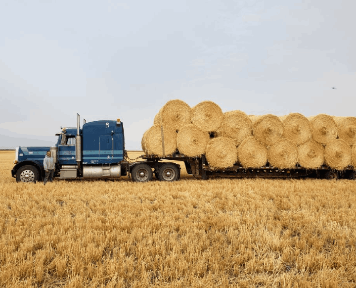 Semi trailer hauling hay bales